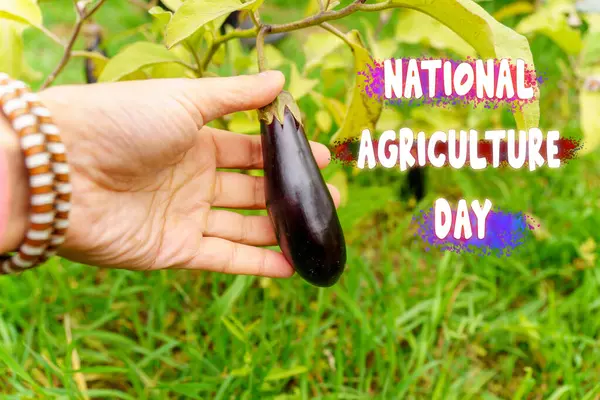 Celebrating National Agriculture Day With the Bounty of Natures Harvest
