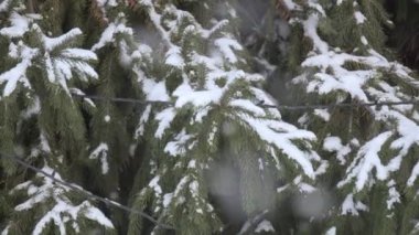 Karla kaplı bir çam ağacının güzelliği narin kar taneleri dallarına doğru incelikle iniyor..
