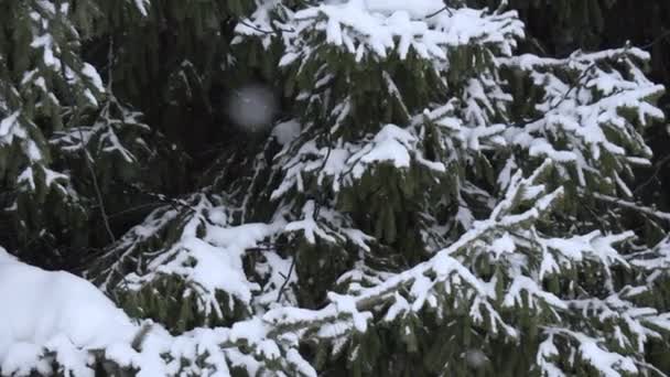 繊細な雪片のように雪に覆われた松の木の美しさは その枝の上に優雅に降りてきます — ストック動画