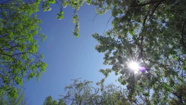 太陽は明るく輝き 森の緑の葉を通して鮮やかな光を放ち 光と影の魅惑的な相互作用を作り出します — ストック動画
