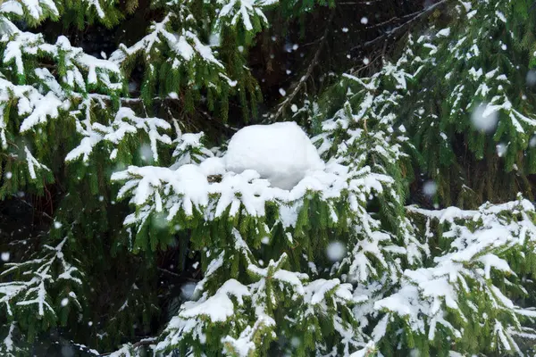 Winters Veil: Majestic Snow-Clad Pine Glistening in Frosty Splendor
