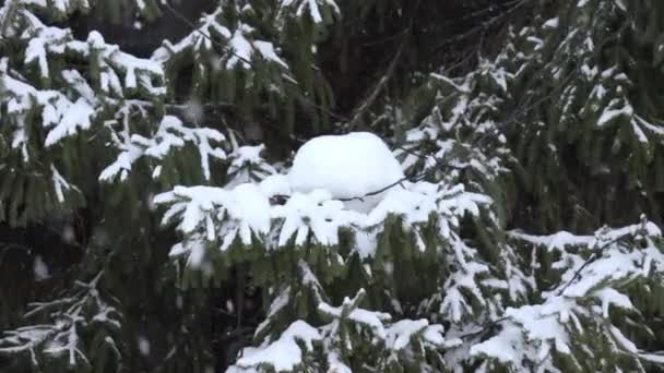 冬の抱擁 魅惑的な松の木の上の雄大な雪 — ストック動画