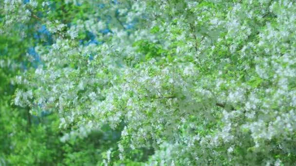 Boom Bedekt Met Witte Bloemen Groene Bladeren Zwaaien Zachtjes Wind — Stockvideo