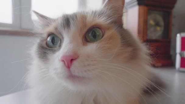 Közelkép Egy Macska Egy Óra Háttérben Bemutatja Macska — Stock videók