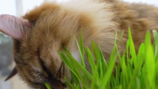 Kočka Mírumilovně Okusuje Záhonek Živé Zelené Trávy Pravděpodobně Jako Způsob — Stock video