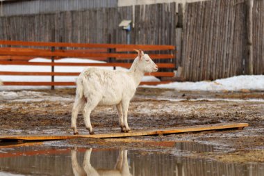 Goat are standing inside a pen on a farm, with each goat looking towards the camera. clipart