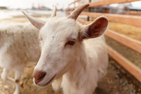 White goat stands next to a sturdy wooden fence on a farm, showcasing a portrait of agriculture.