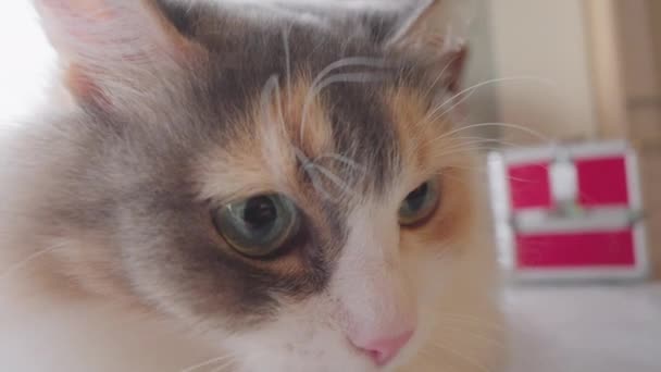 Närbild Katt Med Klocka Bakgrunden Visa Upp Kattdjur — Stockvideo