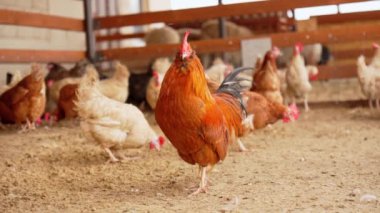 Çeşitli renk ve boyutlarda tavuklar bir çiftlikte çitli bir ağılın içinde toplanıp dolaşıyorlar..