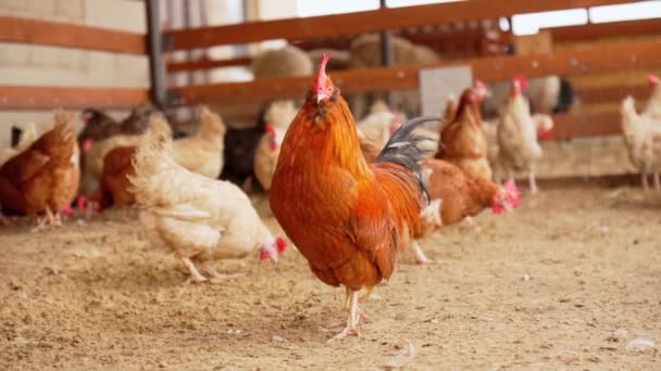 Kuřata Různých Barev Velikostí Shromažďují Potulují Uvnitř Ohrazené Ohrady Farmě — Stock video