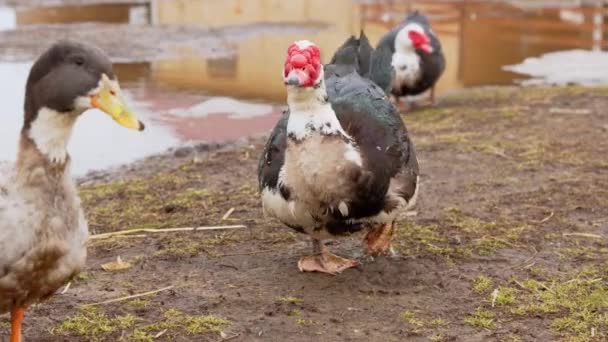 Pato Blanco Negro Almizclado Una Granja Mostrando Coloración Única Entorno — Vídeo de stock