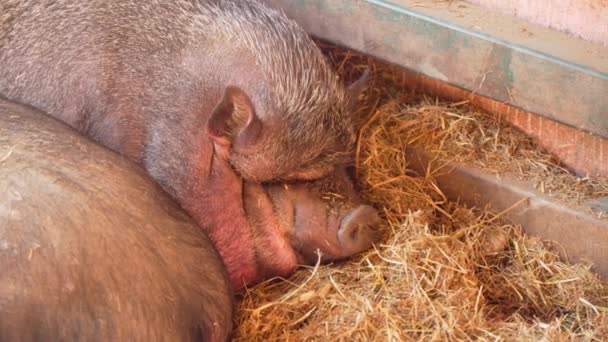 豚は農場の環境で干し草の山の上にぶら下がっています 選択的なフォーカス — ストック動画