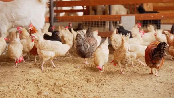 小鸡聚集在一起 围坐在一起 在农场里啄食 — 图库视频影像
