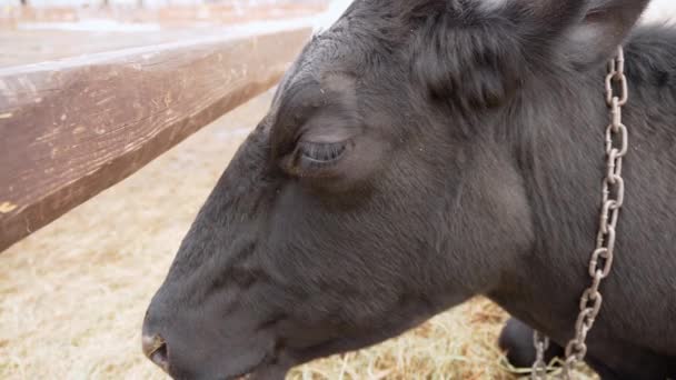 Корова Демонстрирующая Реальность Управления Животноводством Ферме — стоковое видео