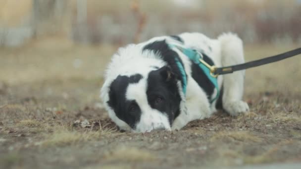 Uderzające Czarno Biały Pies Alabai Kroczy Pewnie Żywy Niebieski Uprząż — Wideo stockowe
