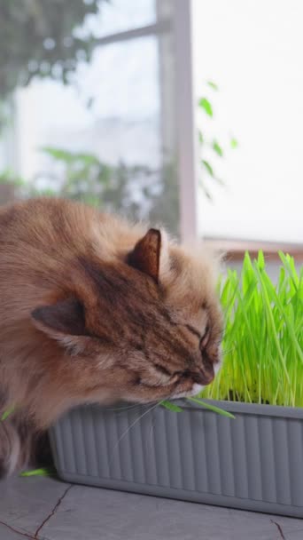 Kedi Taze Otları Içeride Yer Muhtemelen Sindirimini Kolaylaştırmak Için Seçici — Stok video