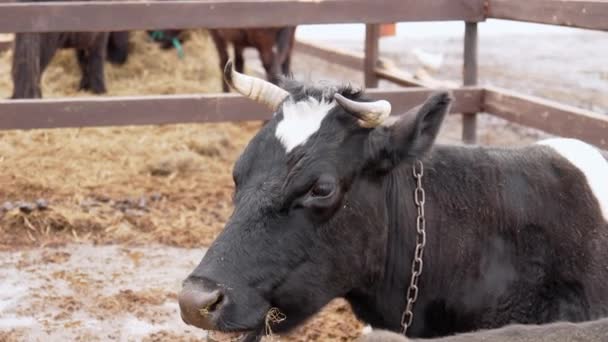 Крупный План Коровы Стоящей Забором Ферме — стоковое видео