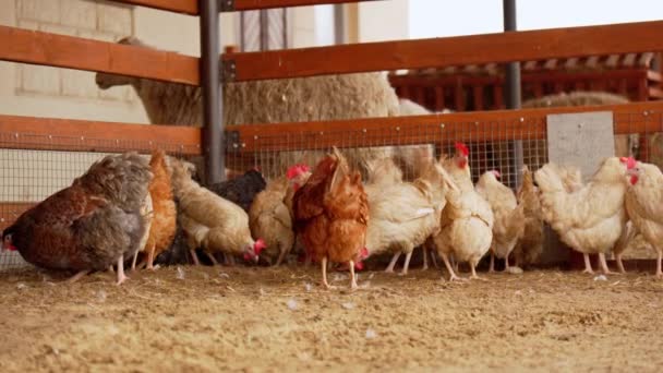Tavuklar Bir Ağılda Toplanır Çiftlikte Dikilip Gagalarlar — Stok video