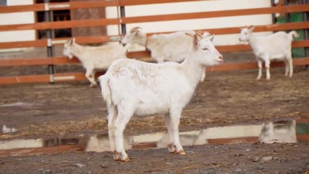 Keçi Bir Çiftlikte Çitin Yanında Duruyor Tarım Çiftlik Hayatını Gösteriyor — Stok video