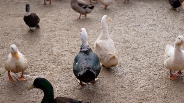 鸭子优雅地把头沉入水中 展现了它在农场上优雅的动作 — 图库视频影像