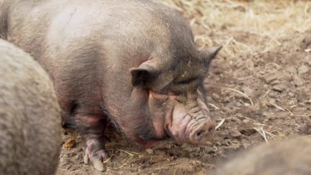 Pig Seen Standing Dirt Door Farm Selective Focus — Stock Video