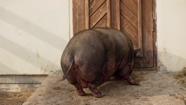 돼지는 환경에서 건초의 마운드 Lounging 선택적 — 비디오