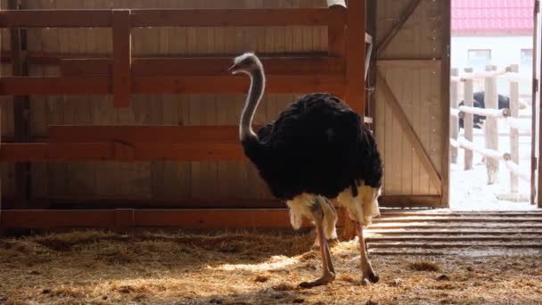 鸵鸟高高地站在一个木制栅栏上 在一个鸵鸟农场里 有选择的重点 — 图库视频影像