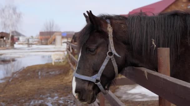 Brązowy Koń Stoi Obok Solidnego Drewnianego Ogrodzenia Farmie Pokazując Prostotę — Wideo stockowe