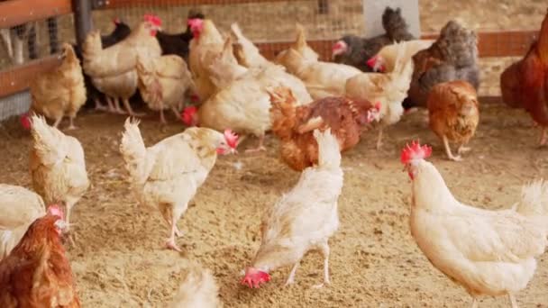 小鸡聚集在一起 围坐在一起 在农场里啄食 — 图库视频影像