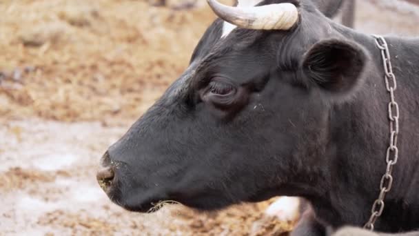 Крупный План Коровы Стоящей Забором Ферме — стоковое видео