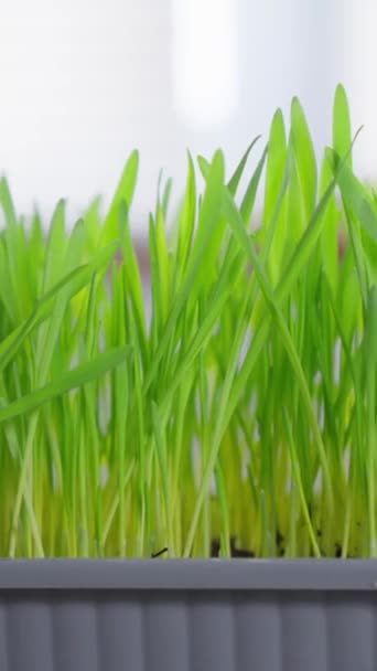新鮮な緑の草 おそらく猫や成長するマイクログリーンのために意図されています フラットレイ バーティカルビデオ — ストック動画
