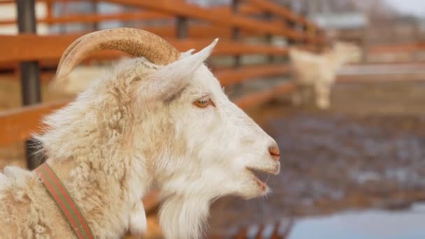 Kozy Stoją Wewnątrz Zagrody Farmie Każda Koza Patrzy Stronę Kamery — Wideo stockowe