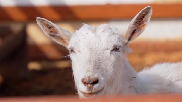 Biała Koza Stoi Obok Solidnego Drewnianego Ogrodzenia Farmie Przedstawiającego Portret — Wideo stockowe