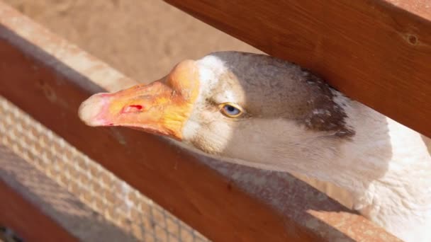 Goose Speckled Head Orange Beak Peeks Inquisitively Slats Wooden Fence — Stock Video