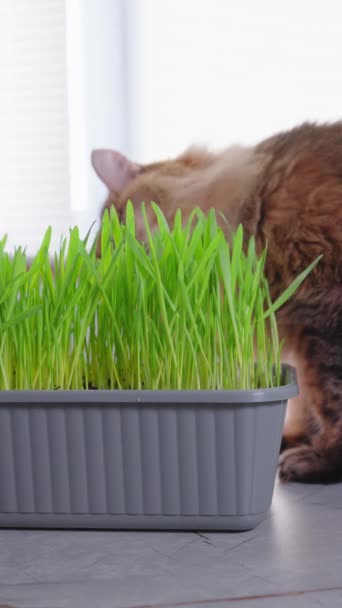 Cat Cerca Hierba Comiendo Hojas Hierba Verde Entorno Natural Aire — Vídeos de Stock