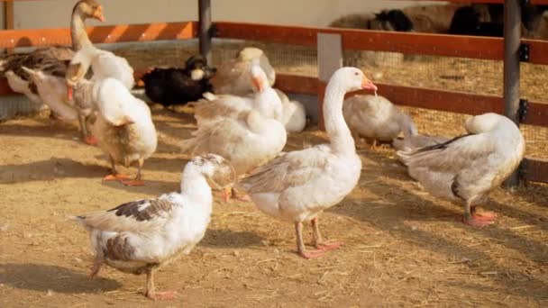 Farmyard Geese Wandering Afternoon Light Farm — Stock Video