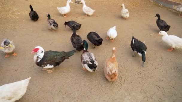 Los Patos Están Graciosamente Pie Lado Lado Mostrando Sus Plumas — Vídeo de stock