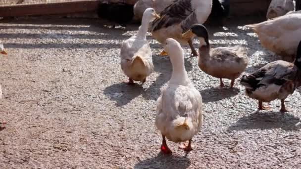 Ördekler Zarif Bir Şekilde Kafasını Suya Daldırıyor Zarif Hareketlerini Çiftlikte — Stok video