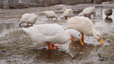 Bir grup beyaz ördek zarif bir şekilde suyun sakin gövdesinde dururlar..