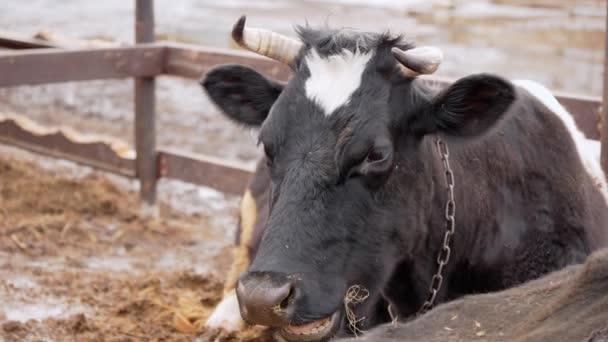 Vaca Con Una Cadena Alrededor Cuello Encuentra Junto Otra Vaca — Vídeos de Stock