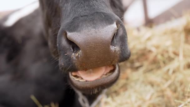 Vaca Consumindo Feno Uma Fazenda Mostrando Seu Comportamento Natural Alimentação — Vídeo de Stock