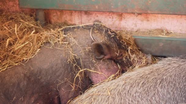 돼지는 환경에서 건초의 마운드 Lounging 선택적 — 비디오