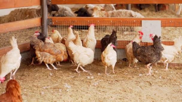 Kycklingar Ses Stå Tillsammans Form Penna Plockar Sitt Slutna Område — Stockvideo