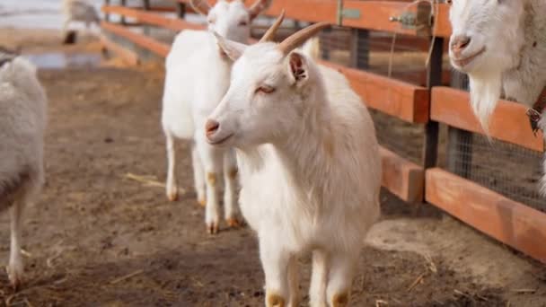 Goats Standing Pen Farm Each Goat Looking Camera — Stock Video