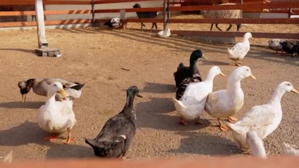 Grupo Patos Blancos Con Gracia Pie Sobre Tranquilo Cuerpo Agua — Vídeo de stock