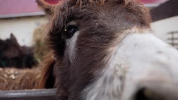 Esel Auf Einem Bauernhof Steckt Neugierig Seinen Kopf Über Einen — Stockvideo