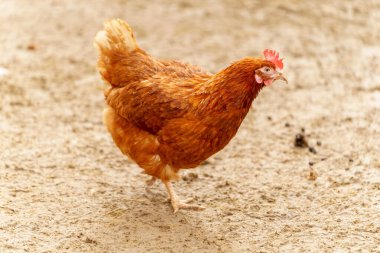 Chicken gracefully moves across a dry dirt field, its feathers shimmering in the sunlight. clipart