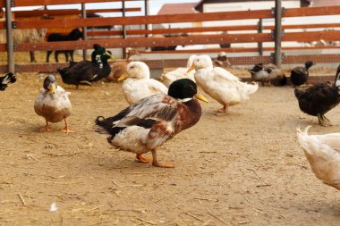 Tüylü çeşitli renklerde ördek sürüsü bir çiftliğin etrafında dolaşırken görülüyor.