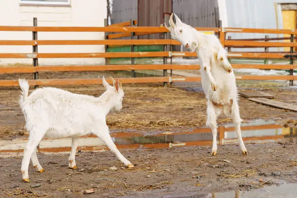 stock image Graceful White Goats Freely Roaming on terrain on farm. Selective focus