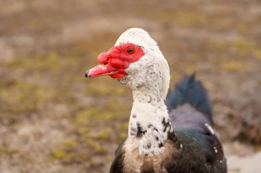 Bir çiftlikte yan yana duran, seçici odaklı Moskovalı ördekler.